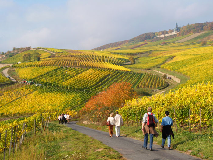 weinberge